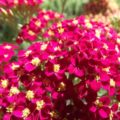 Achillea millefolium Paprika