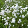 Achillea ptarmica flore pleno 'Noblessa'