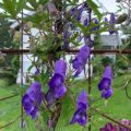 Aconitum hemsleyanum