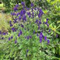 Aconitum napellus