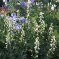 Aconitum septentrionale