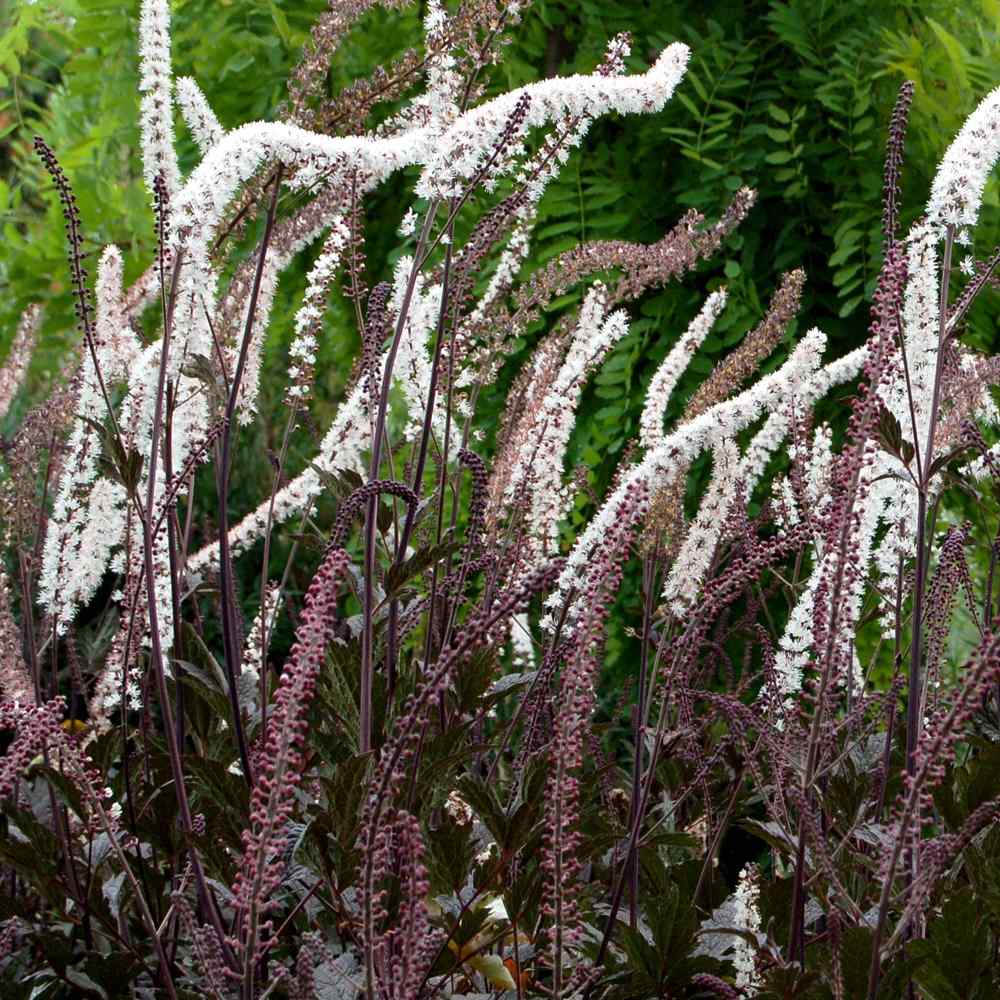 Actaea Black Negligee