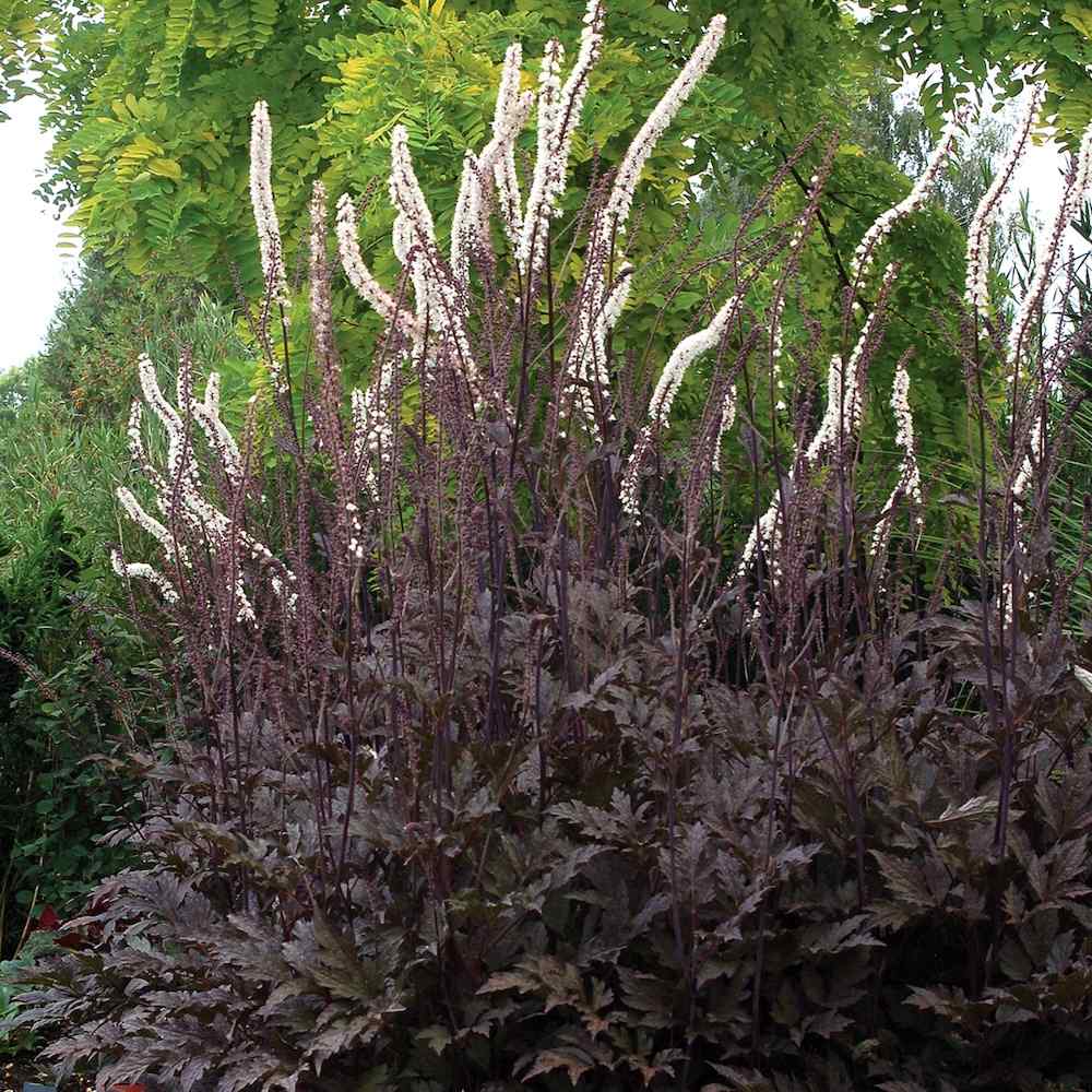 Actaea ‘Black Negligee’ – Høstormedrue