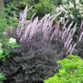 Actaea Brunette