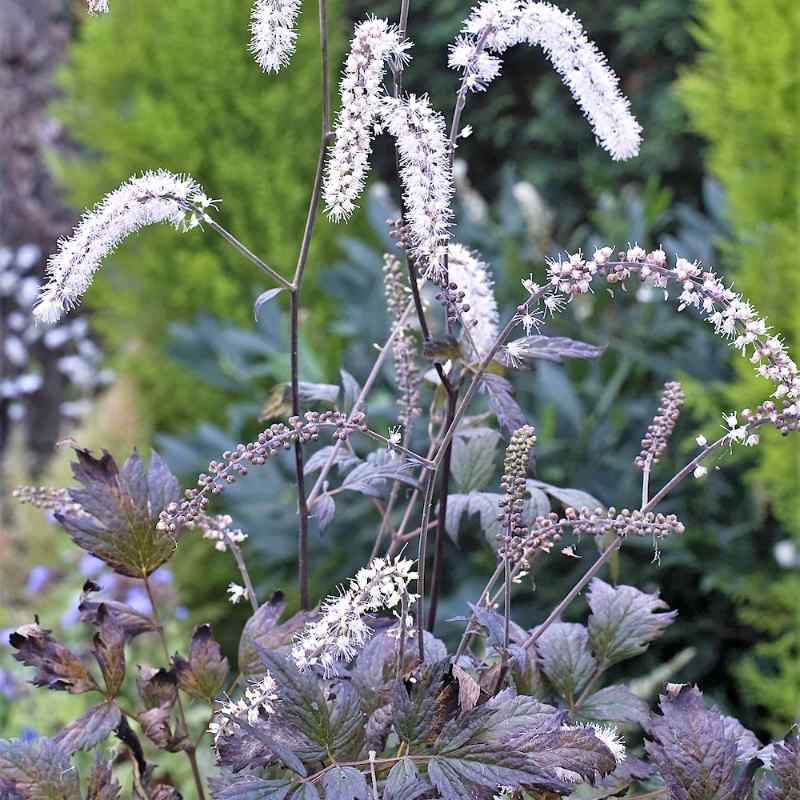 Actaea Queen of Sheba