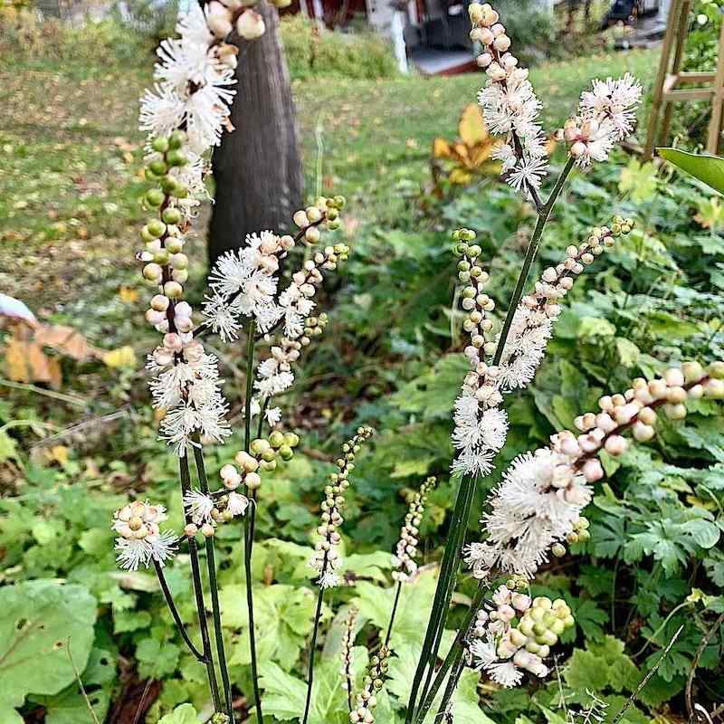 Actaea simplex ‘White Pearl’ – Klaseormedrue