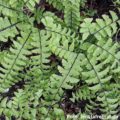 Adiantum pedatum Imbricatum