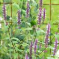 Agastache Black Adder