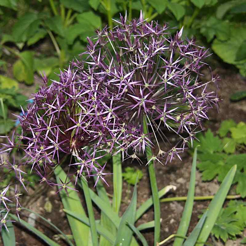 Allium christophii – Steppeløk