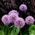 Allium Globemaster