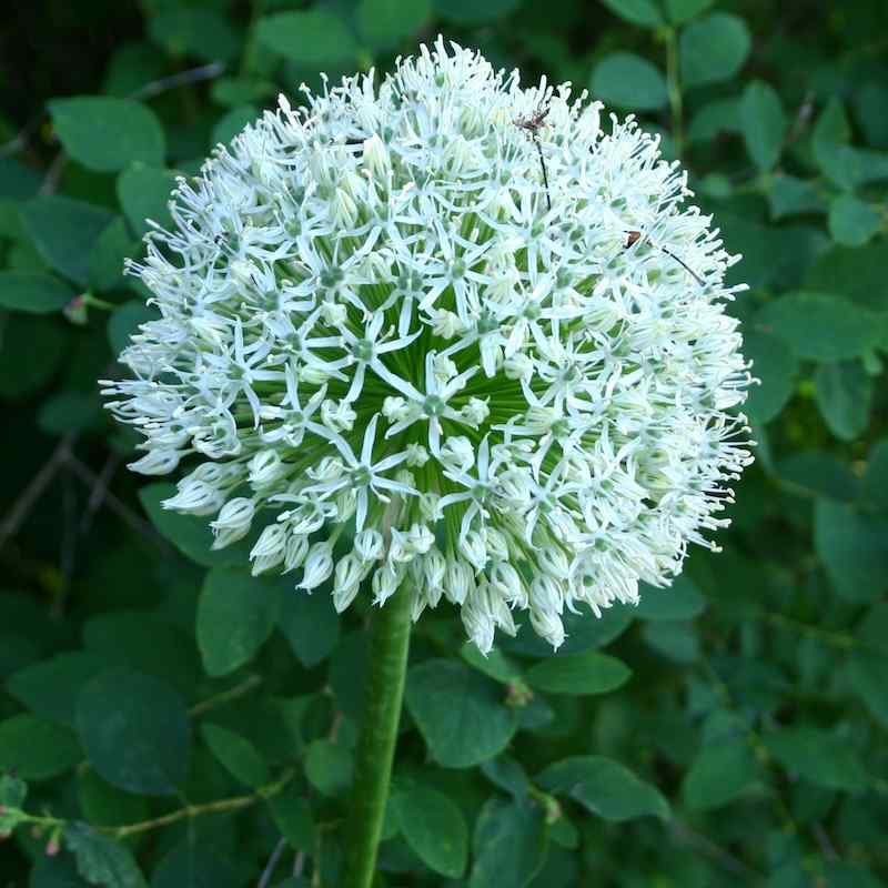 Allium Mount Everest