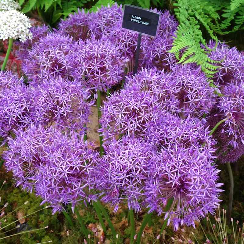 Allium ‘Purple Rain’ – Prydløk