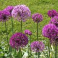 Allium Purple Sensation