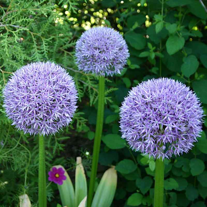 Allium ‘Round’n Purple’ – Prydløk