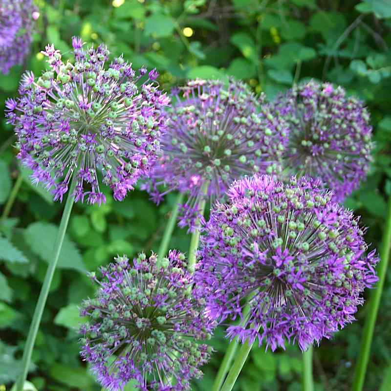 Allium aflatunense – Kirgisløk