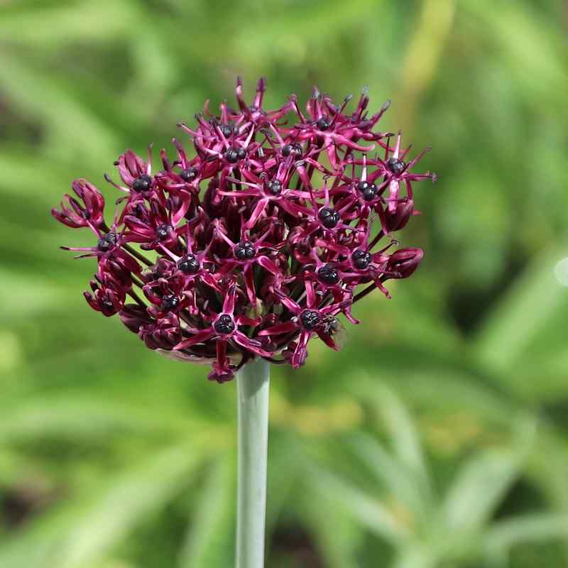 Allium atropurpureum – Prydløk