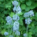 Allium caeruleum