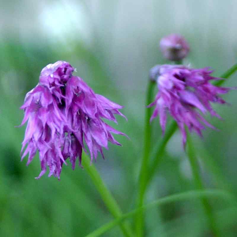 Allium cyathophorum