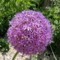 Allium giganteum