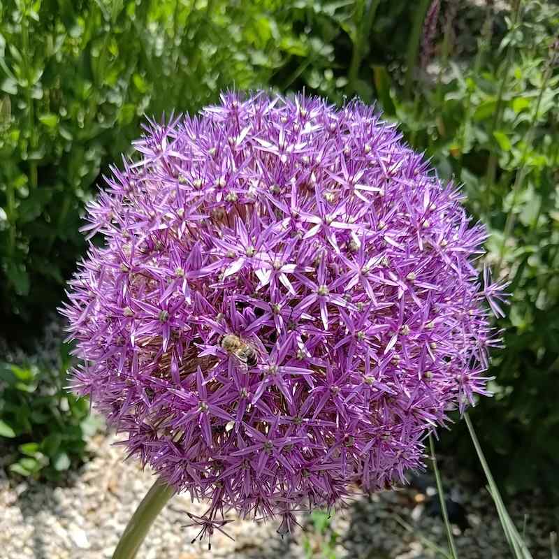 Allium giganteum – Kjempeløk