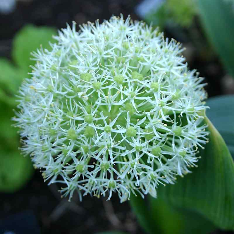 Allium karataviense ‘Ivory Queen’ – Kuleløk