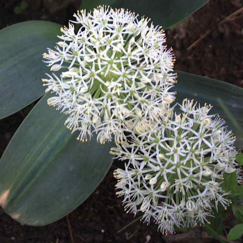 Allium karataviense – Kuleløk