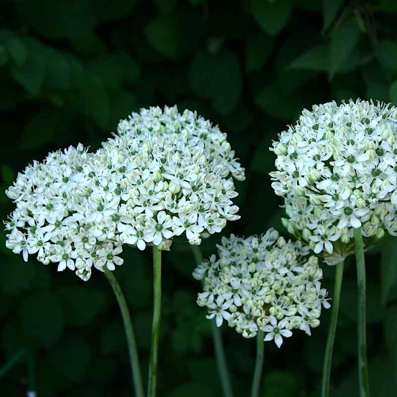 Allium nigrum