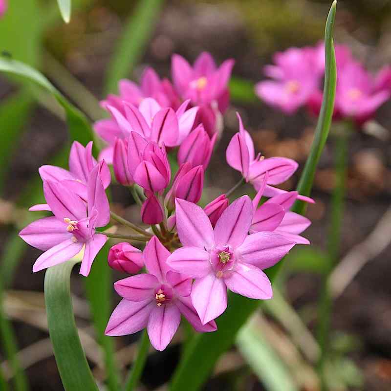 Allium oreophilum – Bergløk