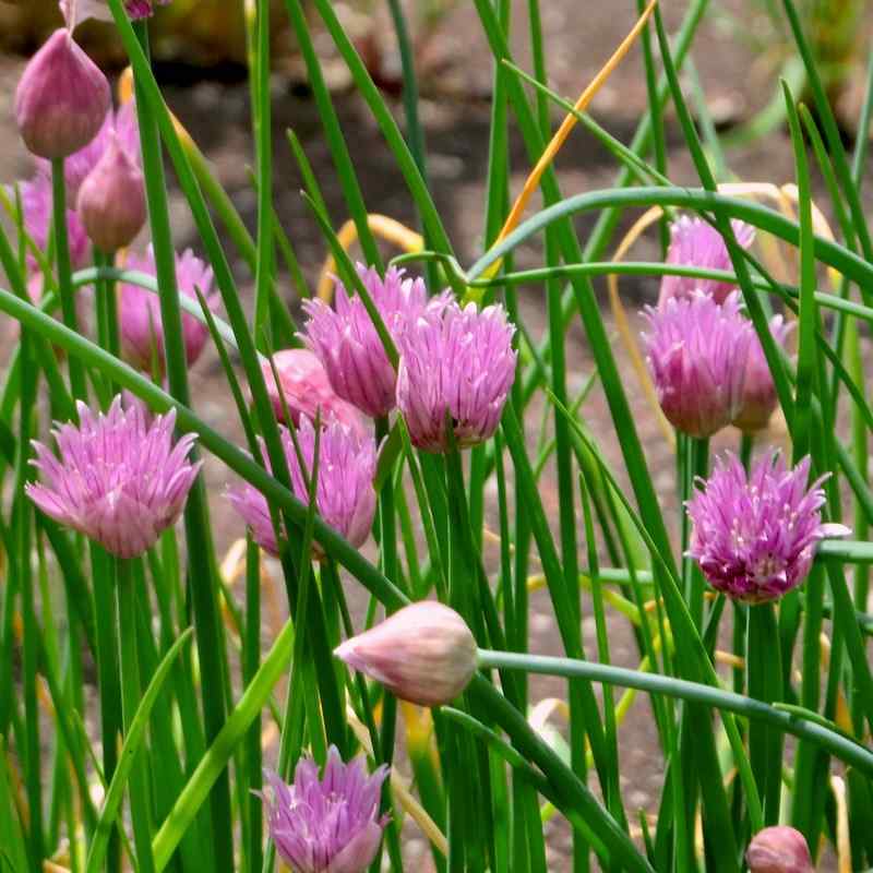 Allium schoenoprasum