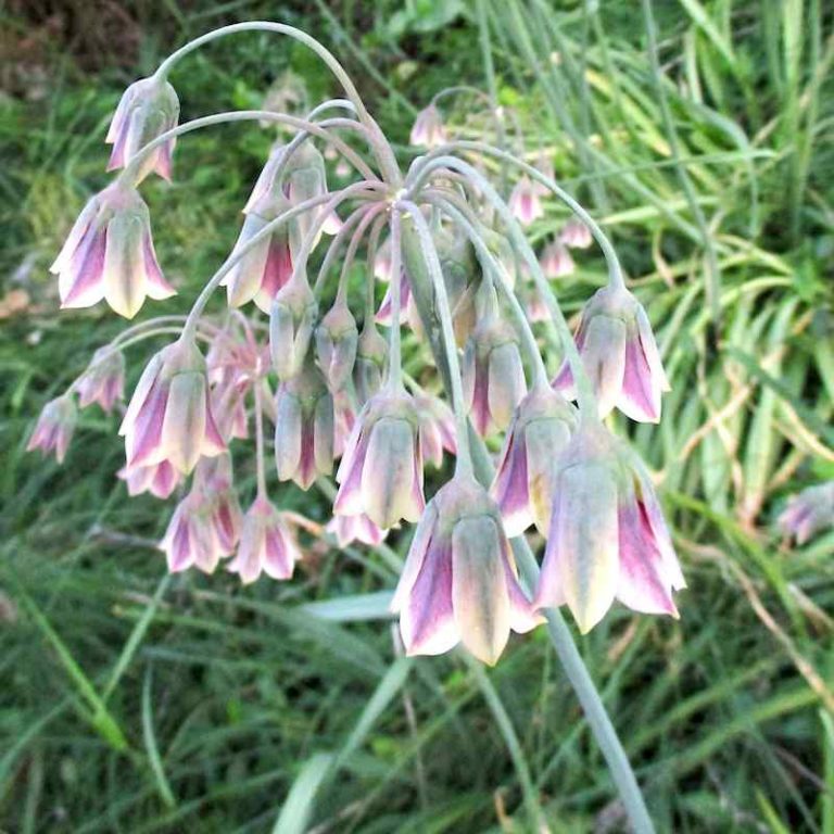 Allium siculum