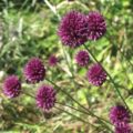 Allium sphaerocephalon