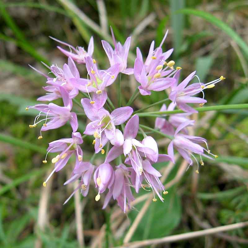 Allium stellatum – Prærieløk