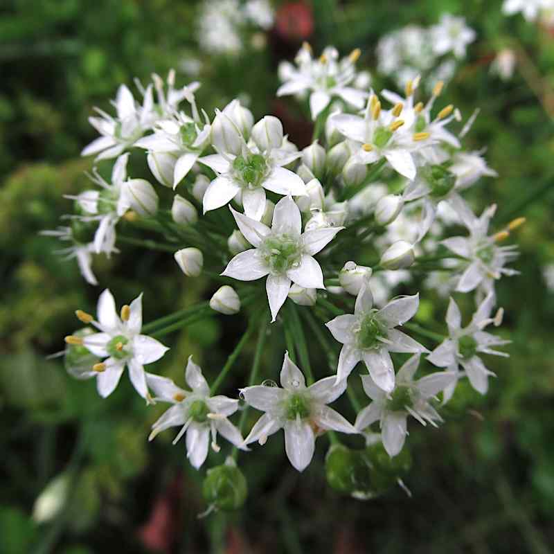 Allium tuberosum – Kinagressløk