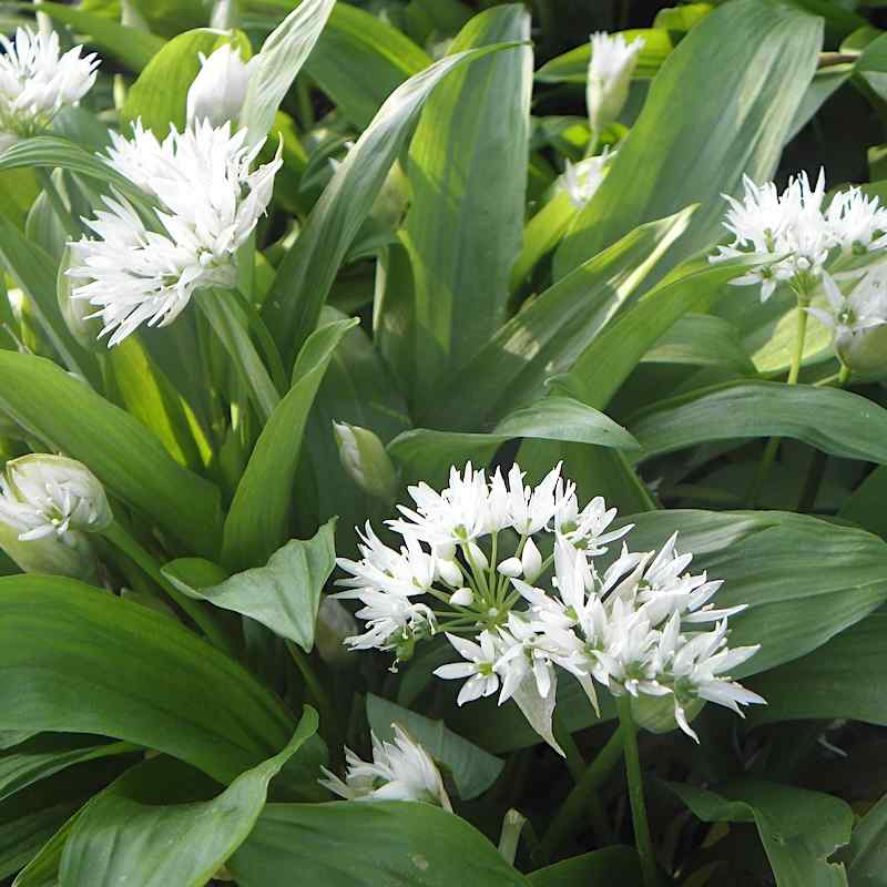 Allium ursinum – Ramsløk