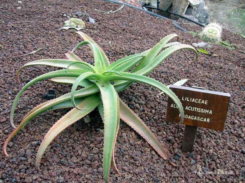 La Lajita Oasis Parc, Fuerteventura - Aloe acutissima