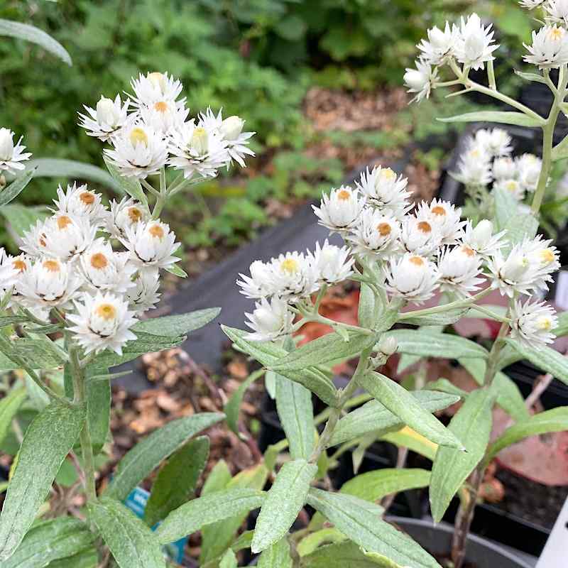 Anaphalis triplinervis – Sølvevigblomst