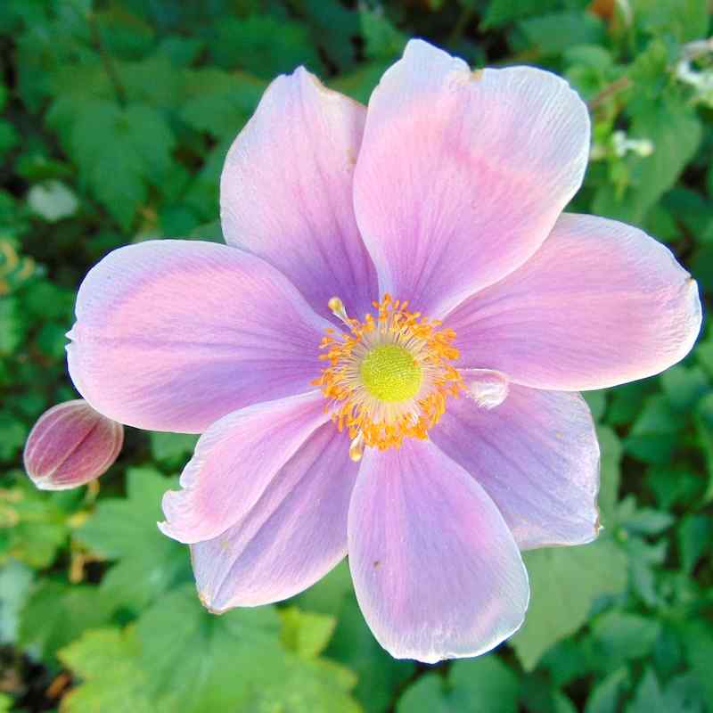 Anemone x hybrida ‘Köningin Charlotte’ – Høstanemone