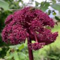 Angelica gigas