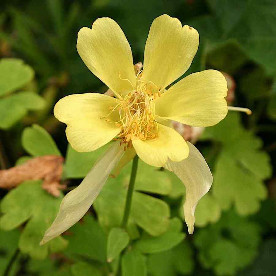 Aquilegia chrysantha ‘Yellow Star’ – Akeleie
