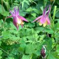 Aquilegia buergeriana 'Cameo'