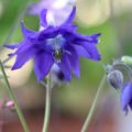 Aquilegia clematiflora