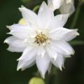 Aquilegia clematiflora alba