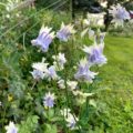 Aquilegia vulgaris 'Tower Light Blue'