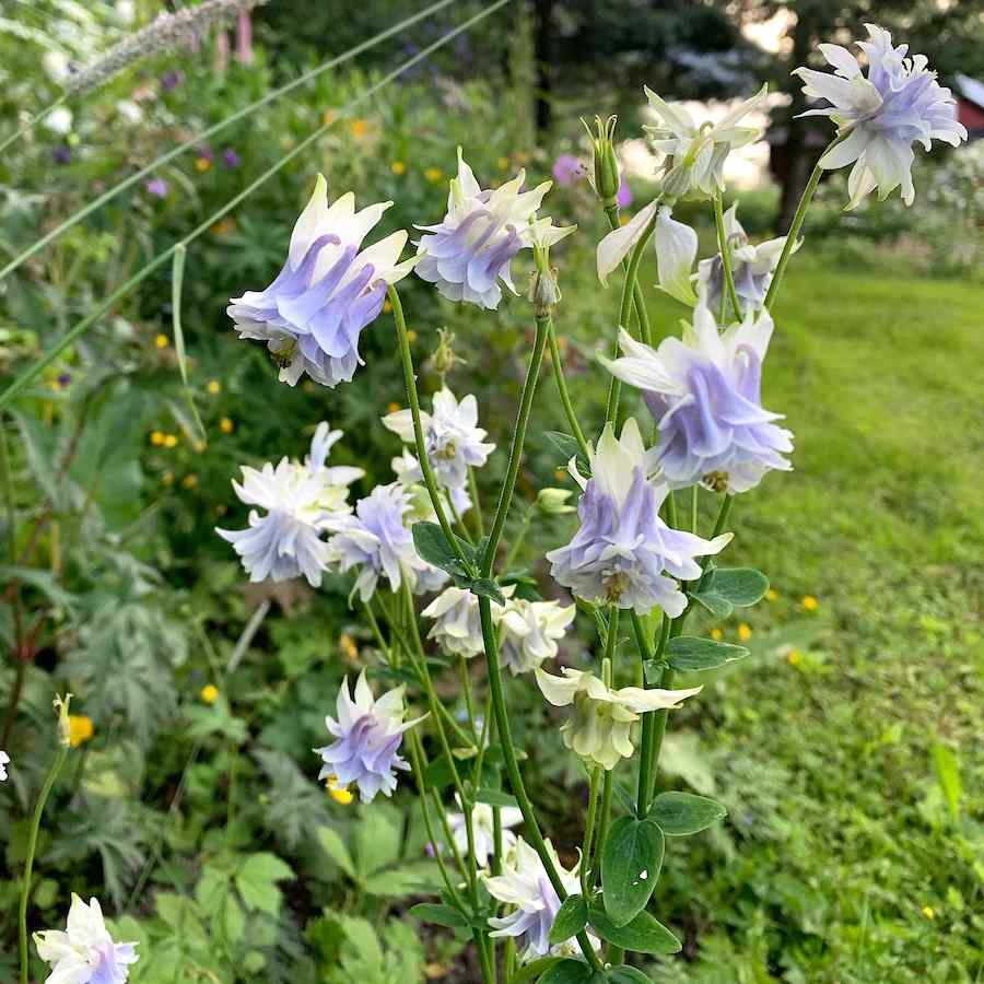 Aquilegia vulgaris var flore-pleno ‘Tower Light Blue’ – Akeleie