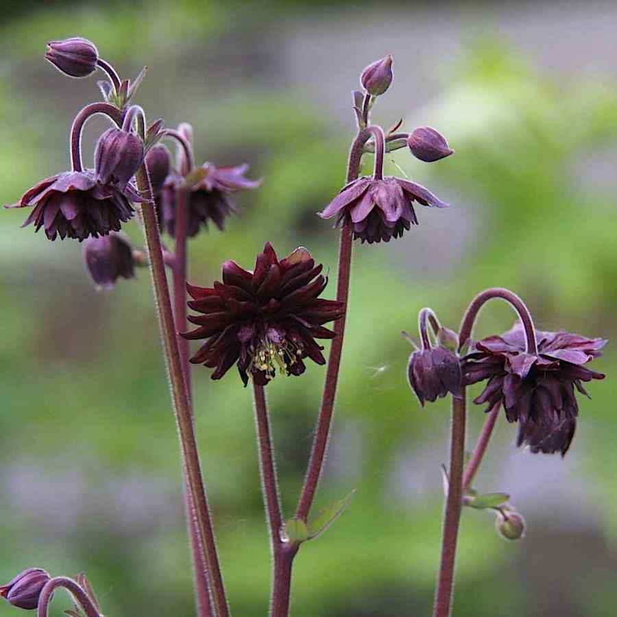 Aquilegia vulgaris flore plena ‘Black Barlow’