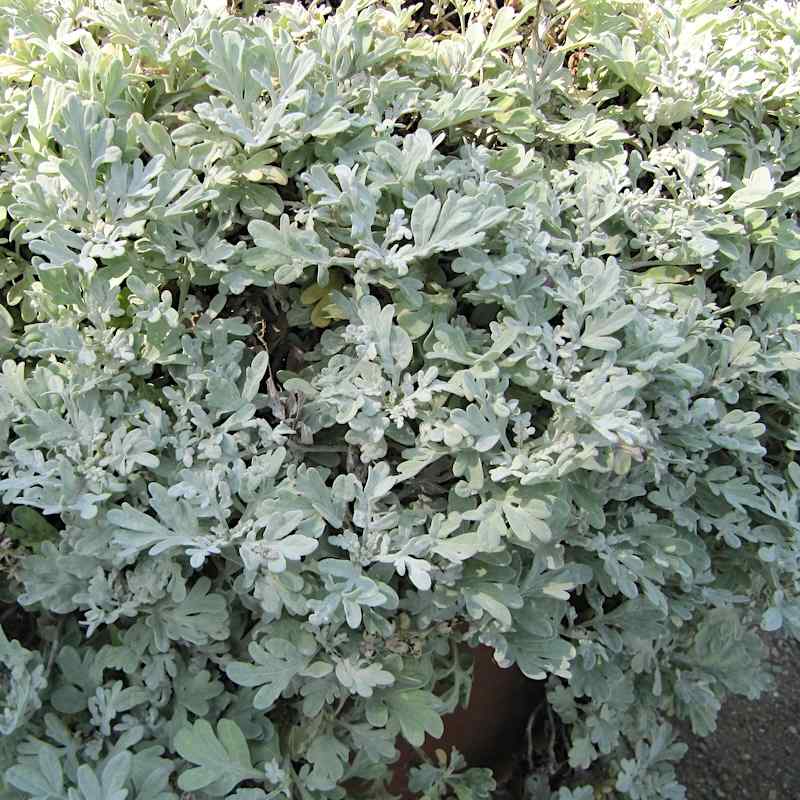 Artemisia Brocade