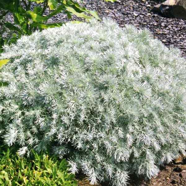 Artemisia schmidtiana ‘Nana’ – Krypmalurt