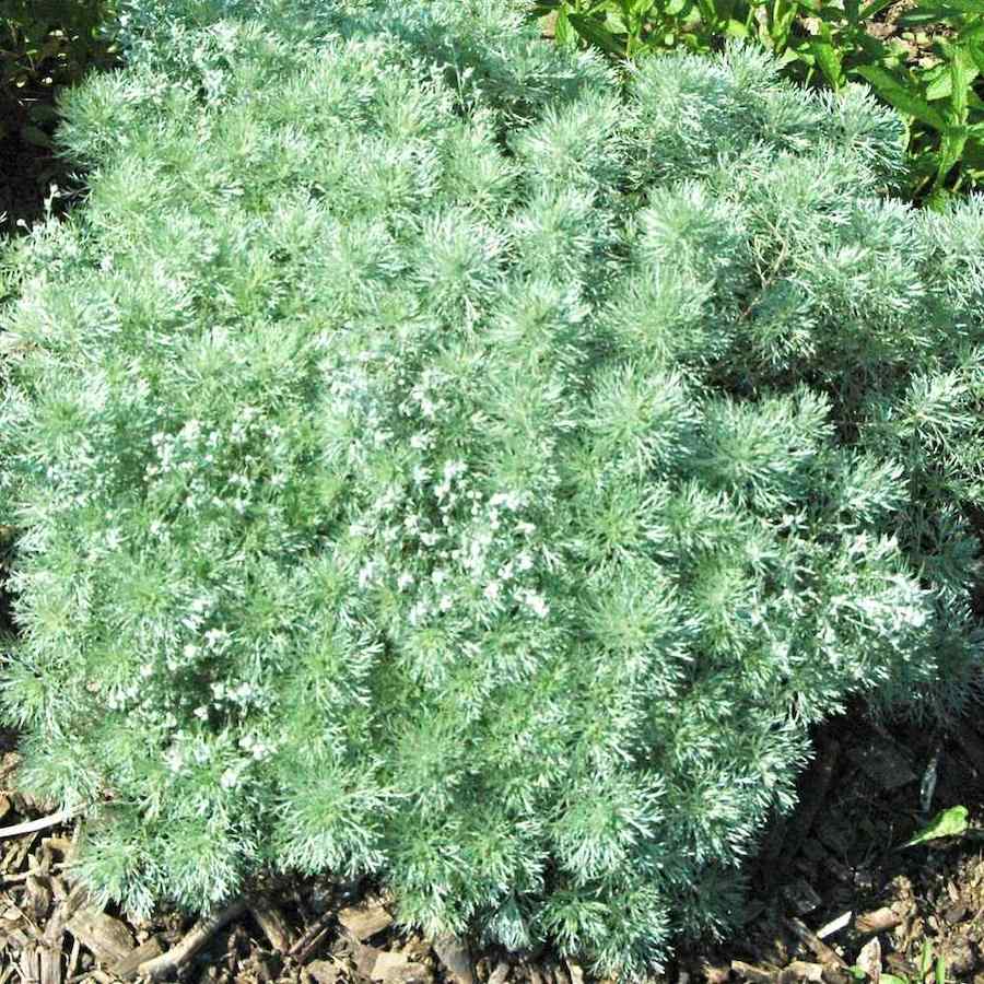 Artemisia schmidtiana Nana'