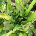 Asplenium scolopendrium