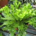 Asplenium scolopendrium 'Cristata'